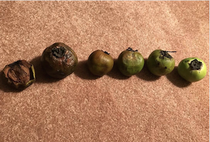 black sapote ripening guide
